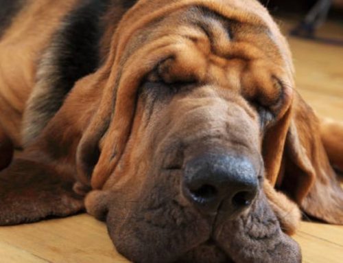 Are Bloodhounds good guard Dogs