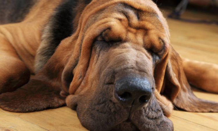 Are Bloodhounds good guard Dogs