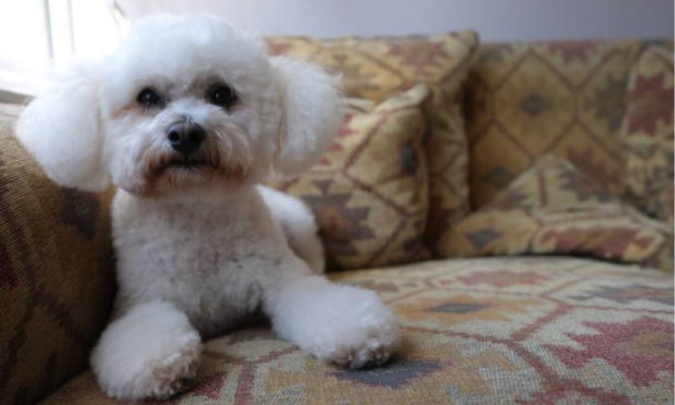 Bichon Frisé