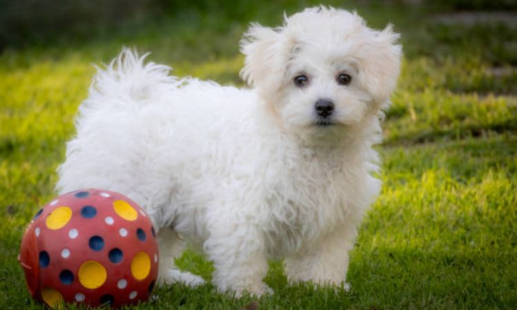 Bichon Frisé