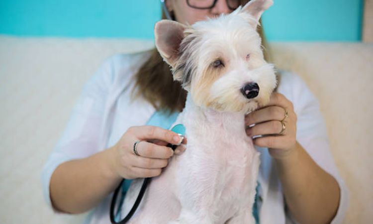 Health & Grooming Needs