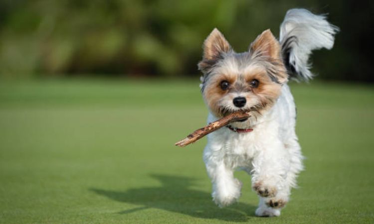 Training the Biewer Terrier