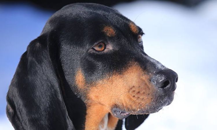 Black and Tan Coonhound