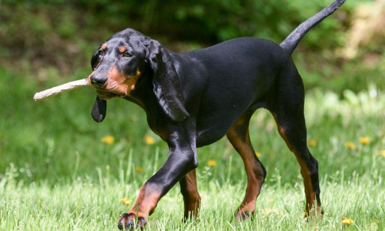 Black and Tan Coonhound