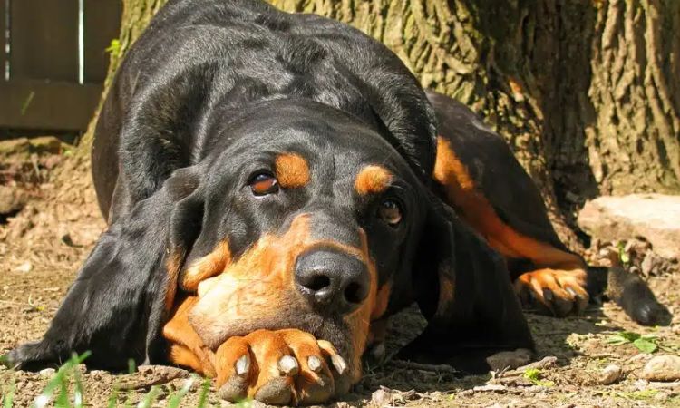 Black and Tan Coonhound