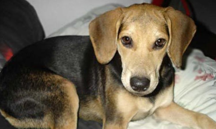 German Shepherd Coonhound Mix