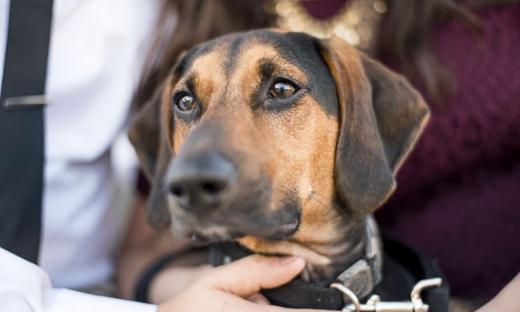 Black and Tan Coonagle (Beagle Mix)