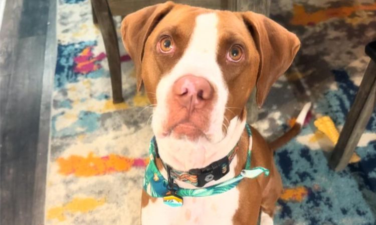 Pitbull Coonhound Mix