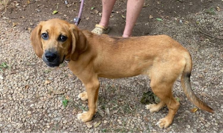 Golden Retriever Coonhound Mix