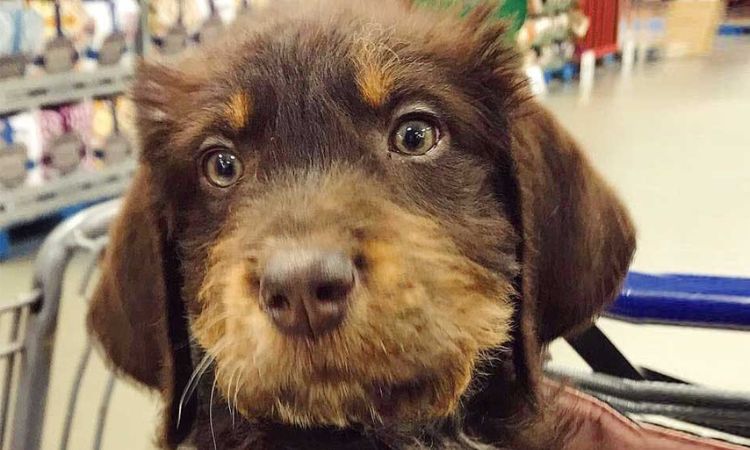 Black and Tan Coon-Doodle (Poodle Mix)