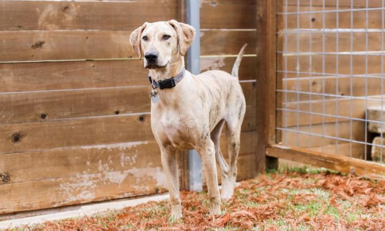Catahoula Coonhound Mix