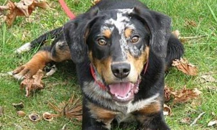 Australian Shepherd Coonhound Mix