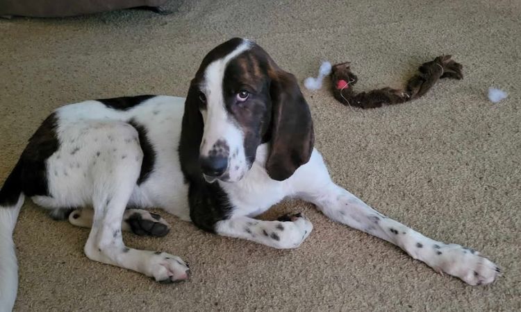 Great Dane Coonhound Mix