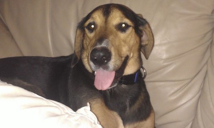 Black and Tan Coondor