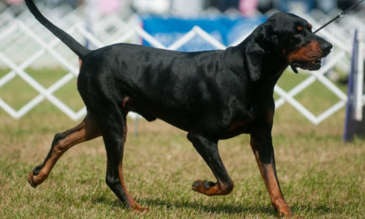 Black and Tan Coonhound