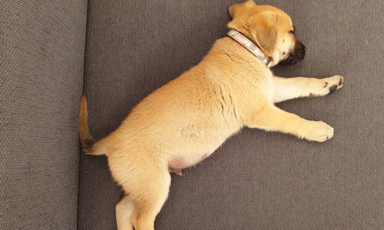 Black Mouth Cur Care Guide