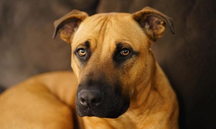 Black Mouth Cur Health and Lifespan