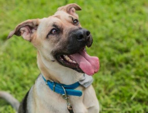 Black Mouth Cur: Full Breed Guide to Traits, Care, and Training