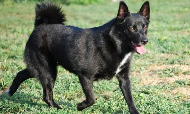 black norwegian elkhound temperament