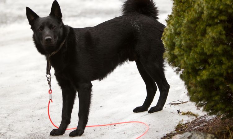 Black Norwegian Elkhound Care Guide