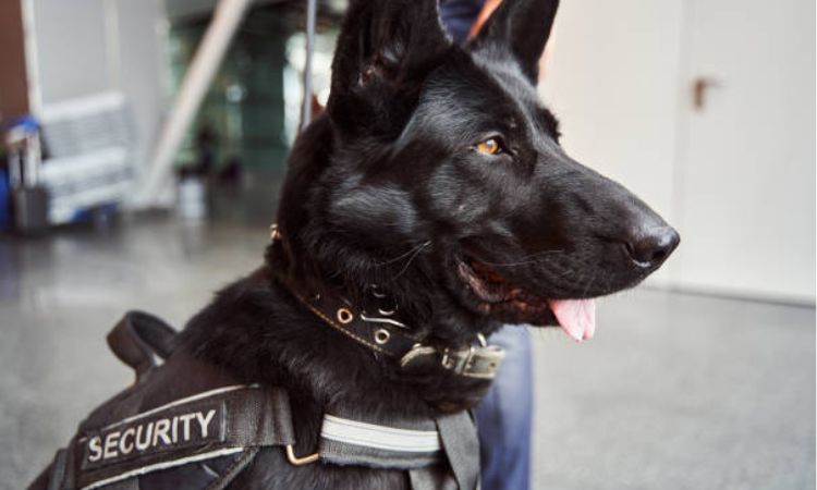 Black Norwegian Elkhound