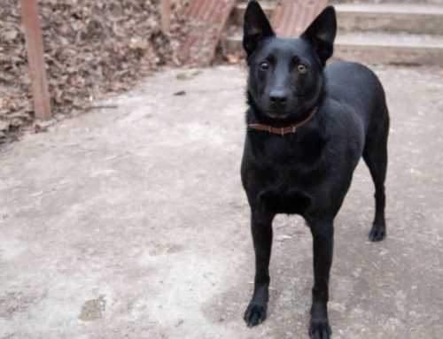 Black Norwegian Elkhound: Everything You Need to Know (Temperament, Care & Training)