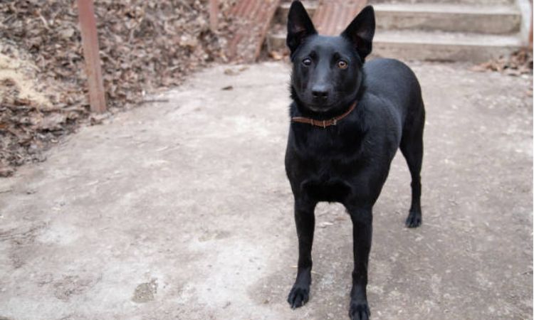 Black Norwegian Elkhound