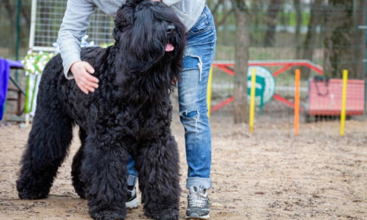 black russian terrier price