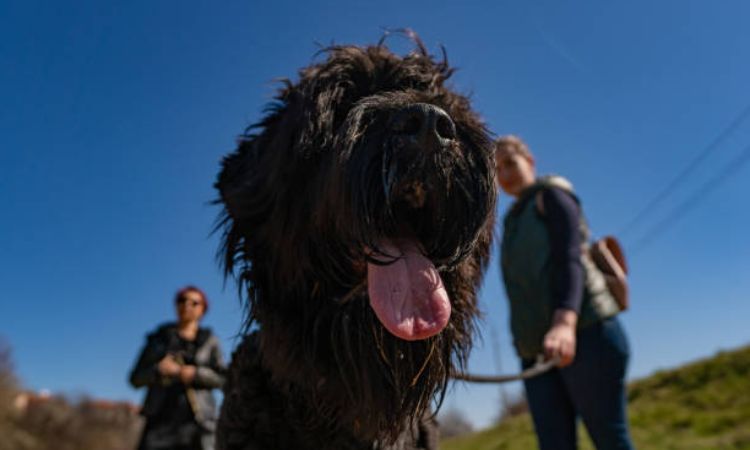 Black Russian Terrier