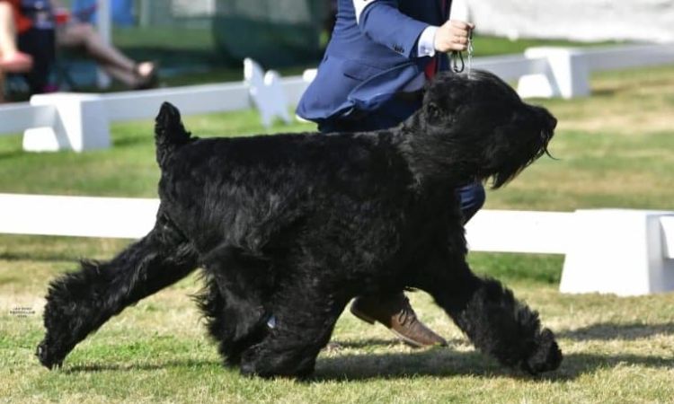 black russian terrier