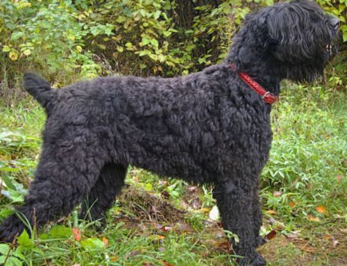 Is the Black Russian Terrier Right For You? Price, Temperament, and Care Guide (Russian Black Terrier)