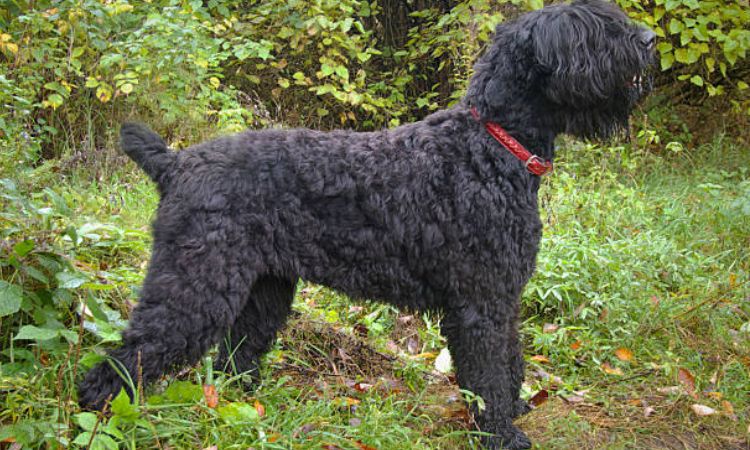 Black Russian Terrier