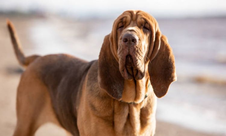 Bloodhound Training and Exercise