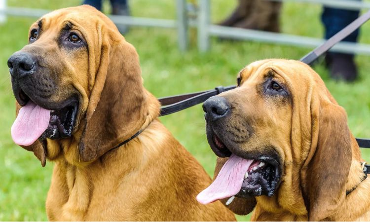 Bloodhound Care Essentials