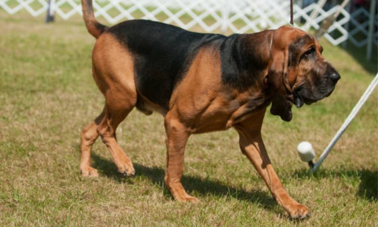Bloodhound Dog