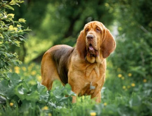 Bloodhound Dog Breed Guide: Training, Temperament, and Care Essentials