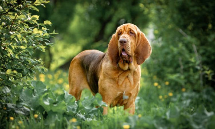 Bloodhound Dog