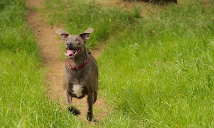 blue lacy temperament