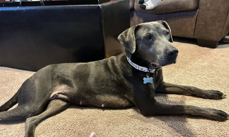 Blue Lacy–Lab Mix