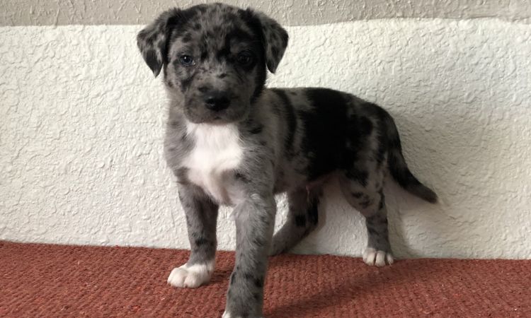 Blue Lacy–Border Collie or Australian Shepherd Mix
