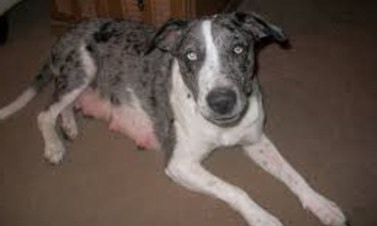 Blue Lacy–Catahoula or Other Herding/Hound Mixes