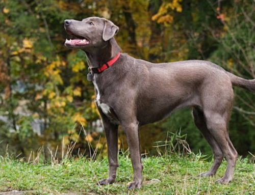 The Blue Lacy Dog: Understanding Temperament, Training, and Popular Mixes