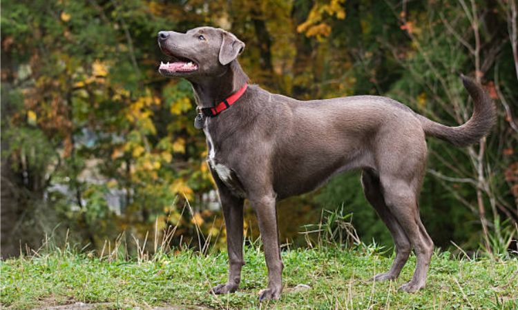 Blue Lacy Dog