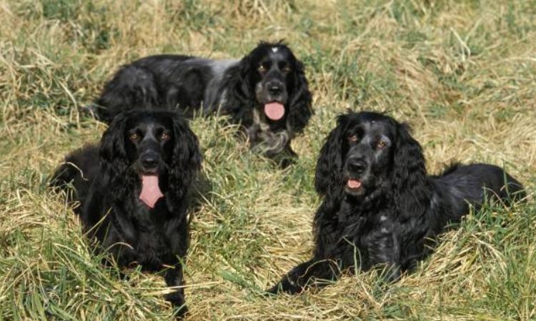 blue picardy spaniel size