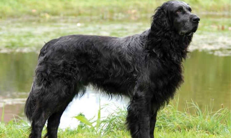 Blue Picardy Spaniel