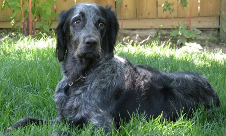 Blue Picardy Spaniel