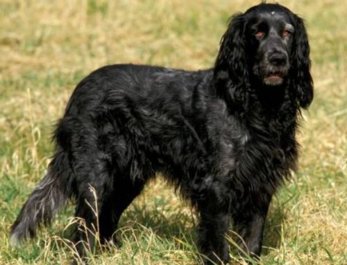 Blue Picardy Spaniel: Size, Temperament, and Shedding Facts for Prospective Owners