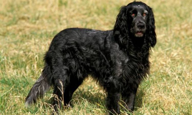 Blue Picardy Spaniel