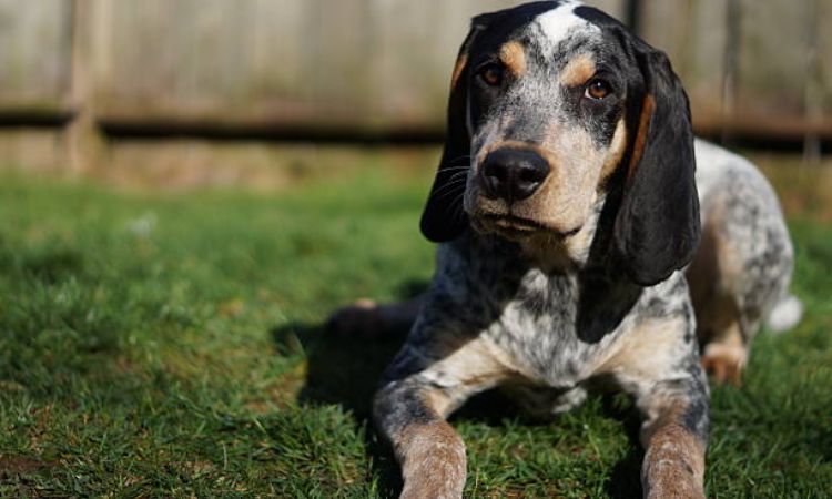 bluetick coonhound size