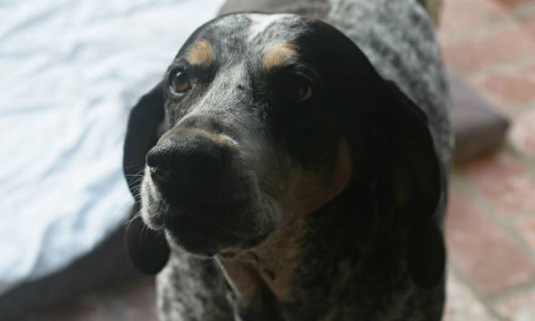 bluetick coonhound weight